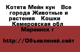 Котята Мейн кун - Все города Животные и растения » Кошки   . Кемеровская обл.,Мариинск г.